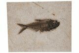 Fossil Fish (Diplomystus) - Wyoming #211196-1